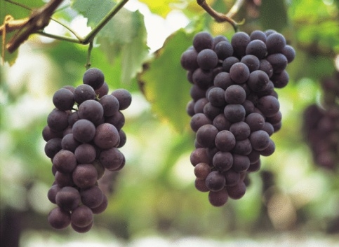 La Rioja y la cultura del vino