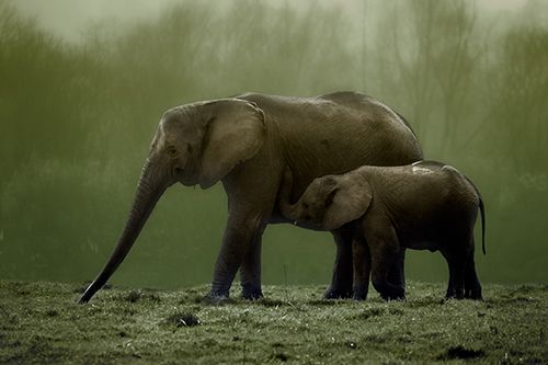 Elefantes en el Parque de Cabárceno