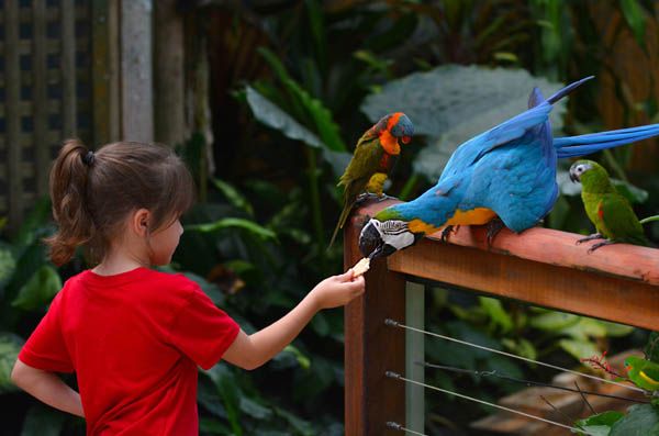 Destinos recomendados para viajar con niños: Loro Parque en Tenerife
