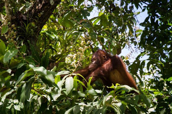 Orangutanes en Danum en Sabah
