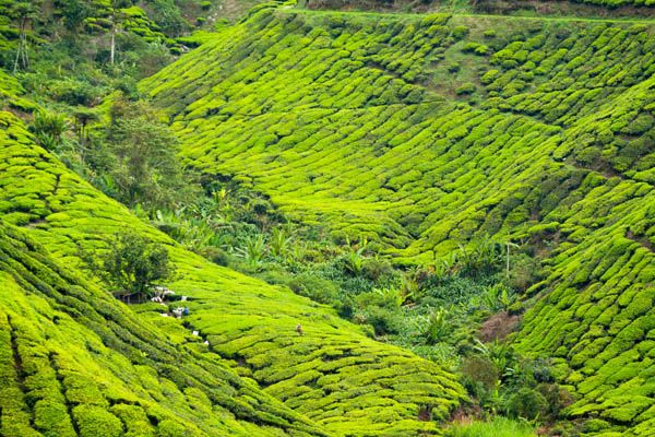 Plantaciones té en Langkawi