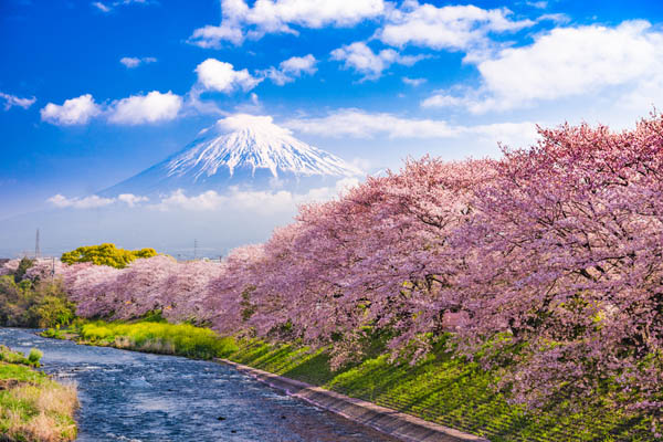 Sakura cerezos en flor en Japón, dónde viajar en marzo